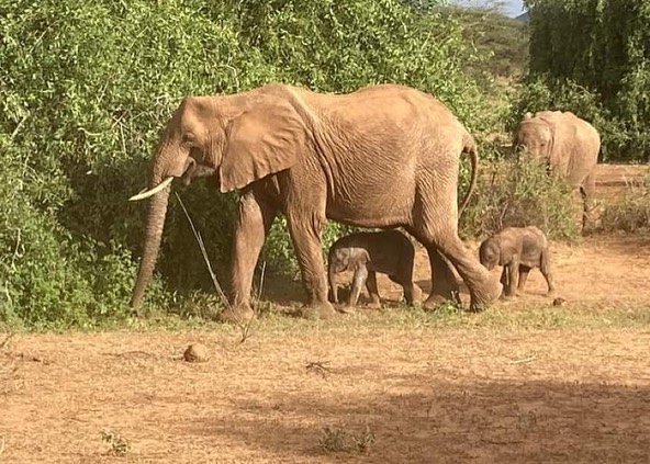 elephands-1